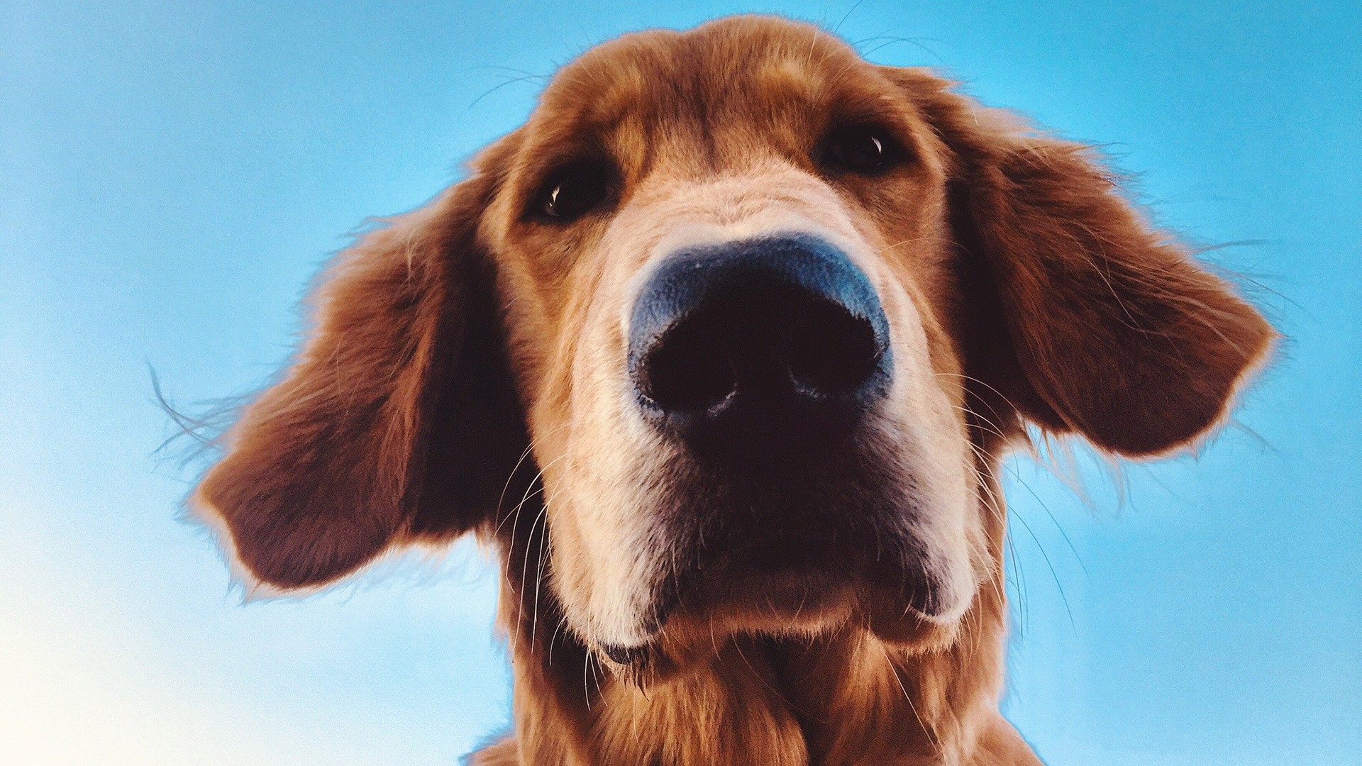 How the Sense of Hearing and Other Senses Are Used by Service Dogs